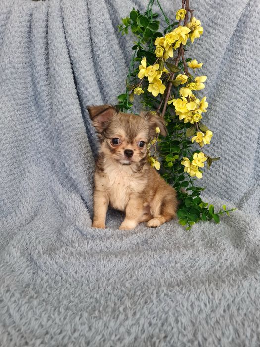 Excecional super mini pelo longo Chihuahua/Chiuaua de Qualidade