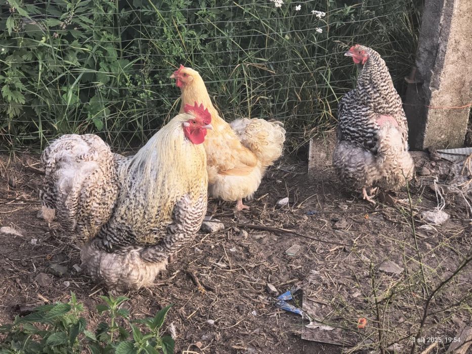 Kury rasy Orpington