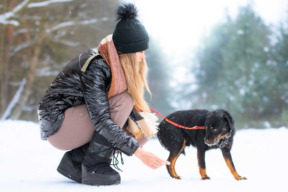 AVEO - mały, terierowaty, nieśmiały, delikatny