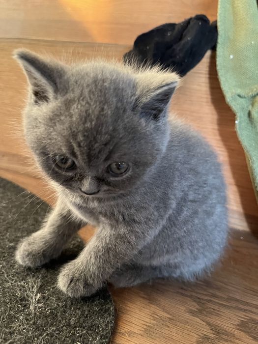 Kotka brytyska !z Rodowdem!!