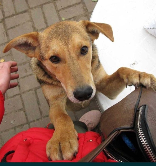 Leoś delikatny 4-latek oogromnym serduszku.