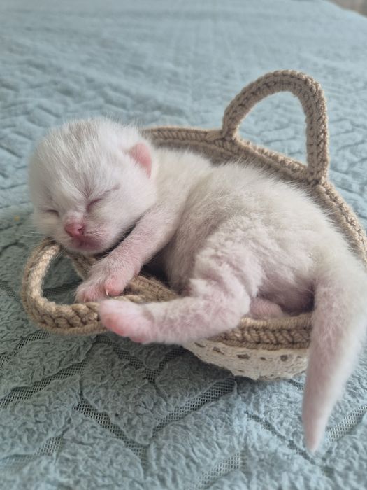 Кошенята ScottishF
Scottish Fold
09.06.2026

Мама Scottish Fold попеляста 

Татко Scottish Fold білий

За детальною інфо і для броні звертатися в пп