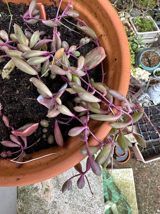 Suculentas colar de rubi