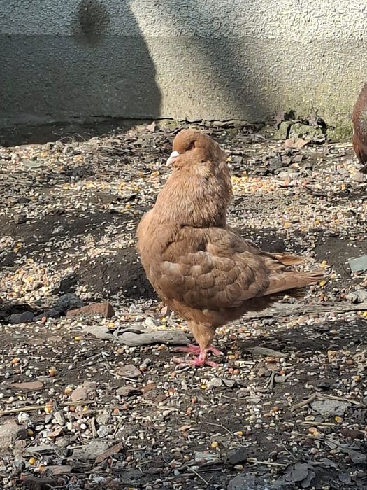 Kingi kingi gołębie ozdobne