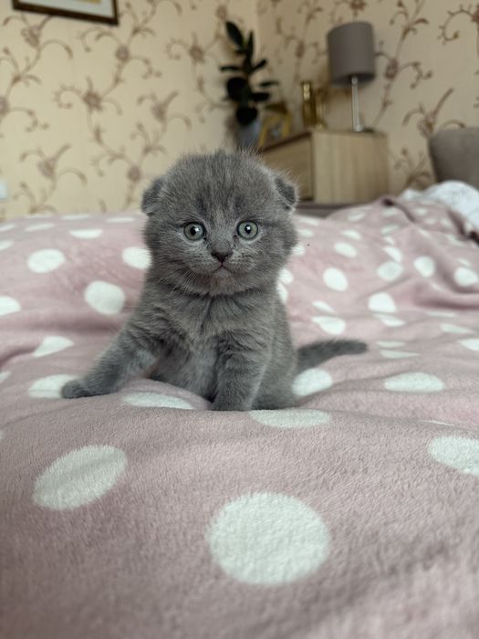 Шатландські кошенята