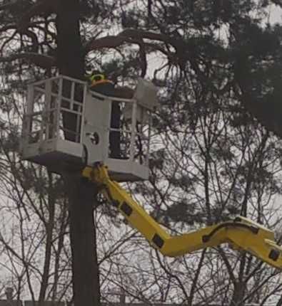 Wycinka drzew Raszyn | Wolica | Nadarzyn | Przycinanie drzew