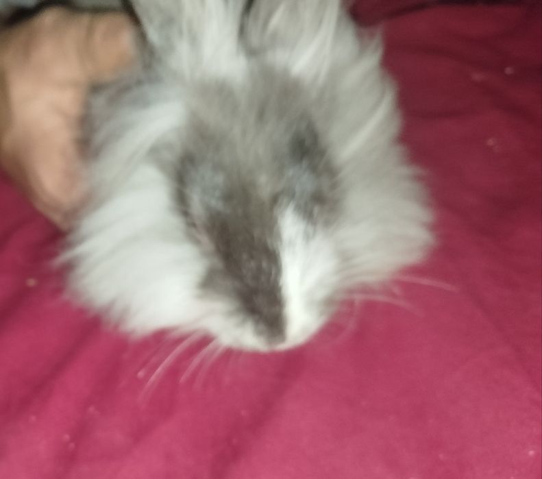 Miniatury króliczków angora