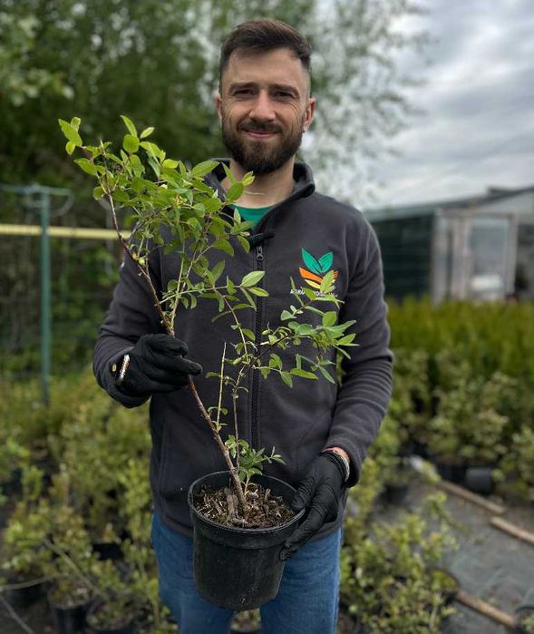 Саженцы голубики Саженцы жимолости  + Подарок