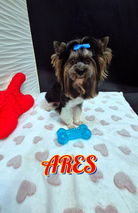 Yorkshire terrier Piesek blueberry