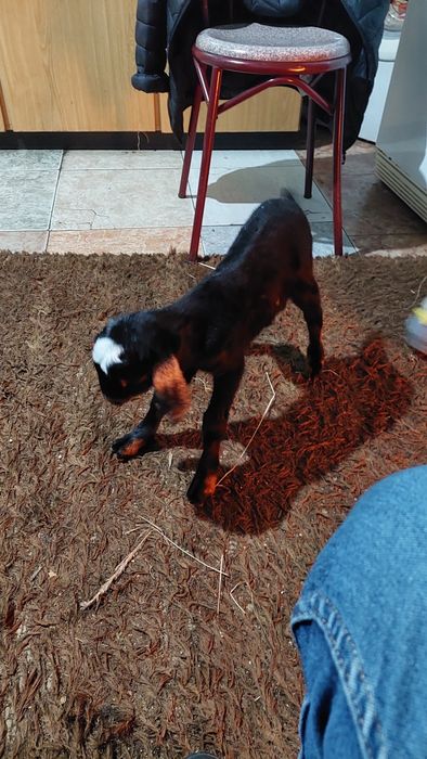 vendo cabra Anglonubiana pura com o filho com 1mes e meio ,alguma duvi