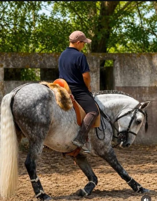 Lusitano 10 anos 1.58 arranjado