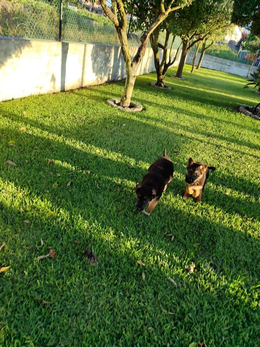 Cachorro de raça Pastor Alemão