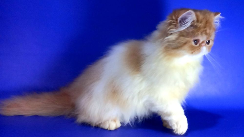 Персидская красавица