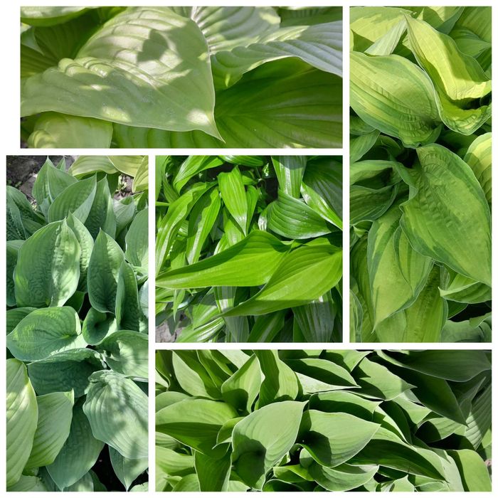 Хризантема мультифлора, хоста...