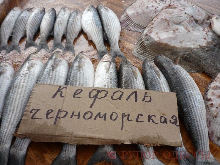 Кефаль чорноморська опт і роздріб с/м, Доставка по Україні 2-4 шт/ 1кг