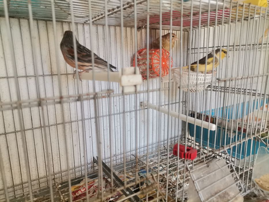 Vendo Canários 2023 /2024 e novos 2025