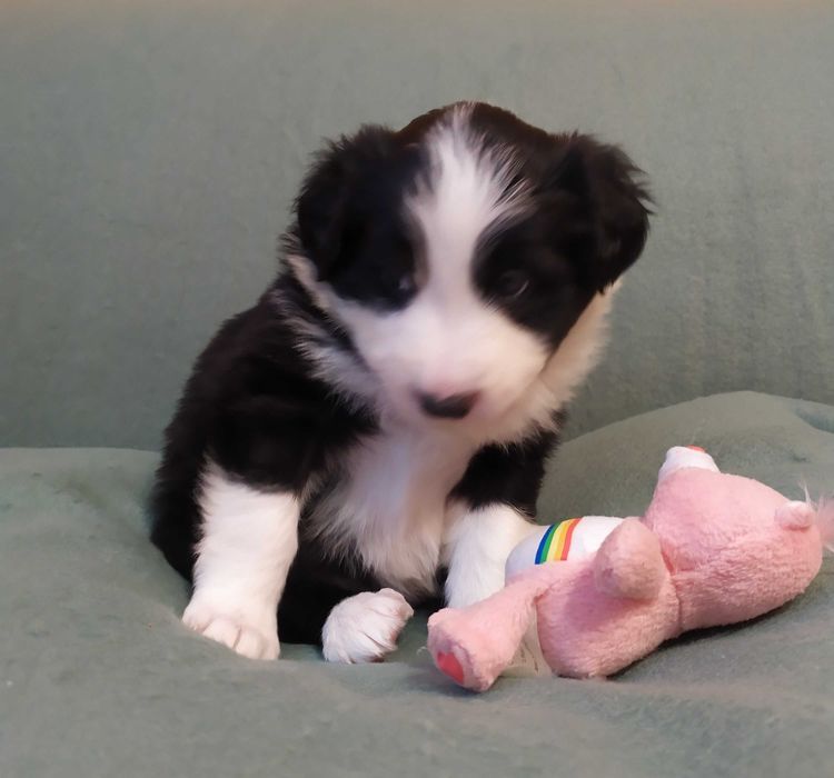 Border collie szczenię