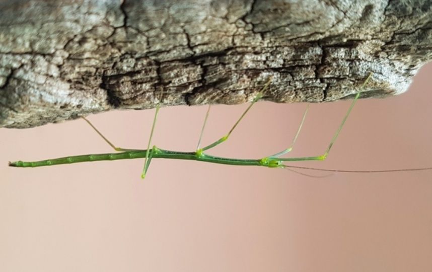 lonchodiodes sp. “ilocos” Паличник богомол