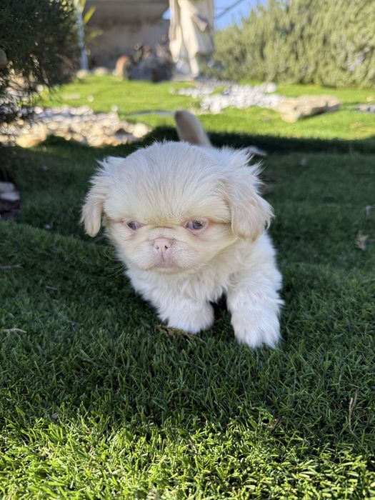 Pequines de olho azul maravilhosa