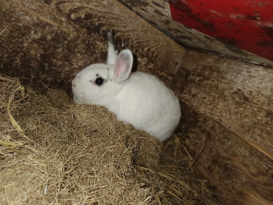 Sprzedam królika miniaturkę samica  MOŻLIWOŚĆ DOWOZU