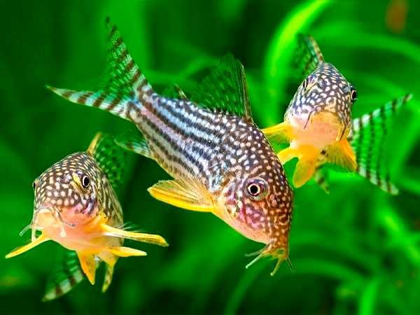 Kirysek Sterby - Corydoras sterbai - Kirys - dowóz, wysyłka