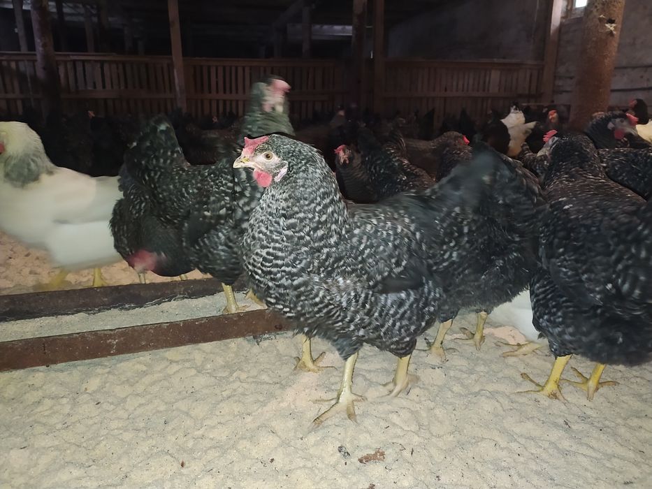 Кури молоді породи Ломан Браун (Кури несушки молоді )