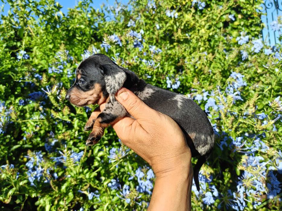 Teckel machinho mini Arlequim preto