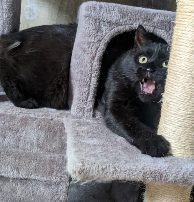 Czarny kot kocur węgielek szuka domu niekupujadoptuj