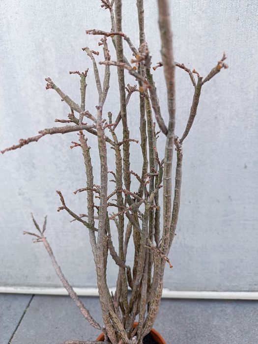 Euphorbia platyclada sukulent