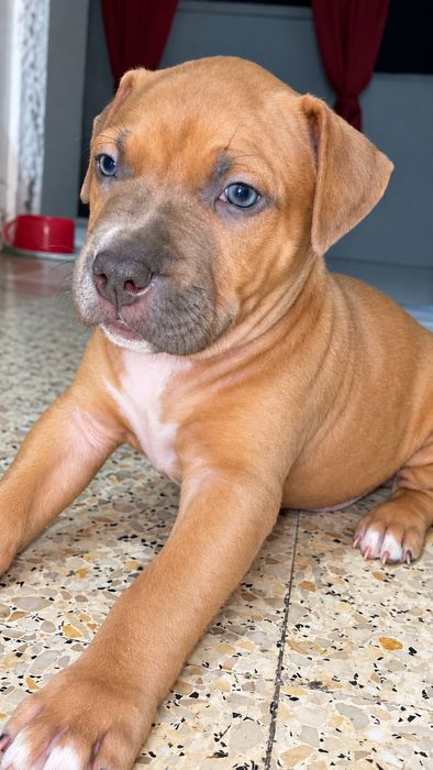 Cachorro Pit Bull Adoção