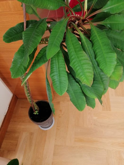 Wilczomlecz białounerwiony duży 90 cm Madagaskar