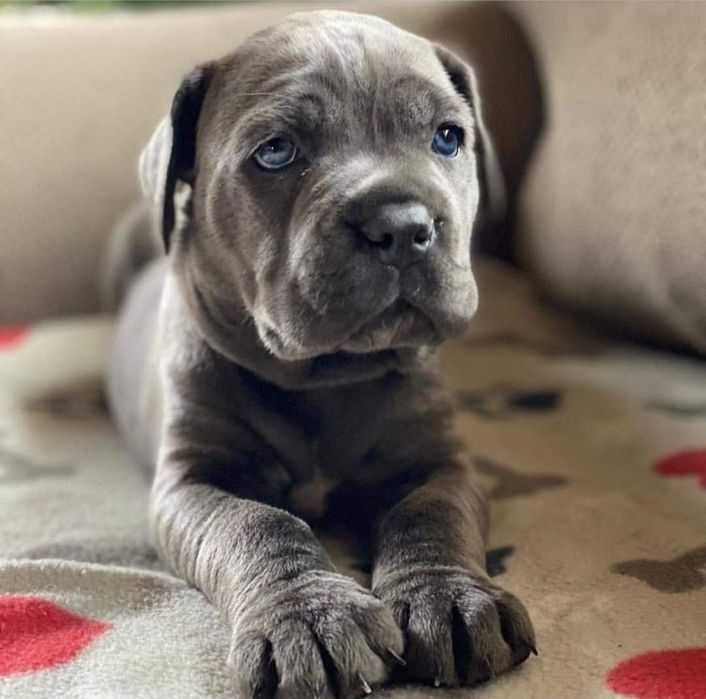 Cane Corso mocny pies