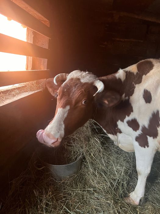 Продам гарну корову