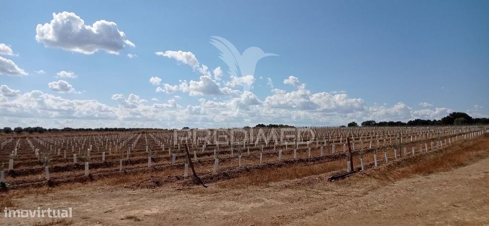 Olival Super Intensivo de 5,9ha à venda em Cano- Sousel
