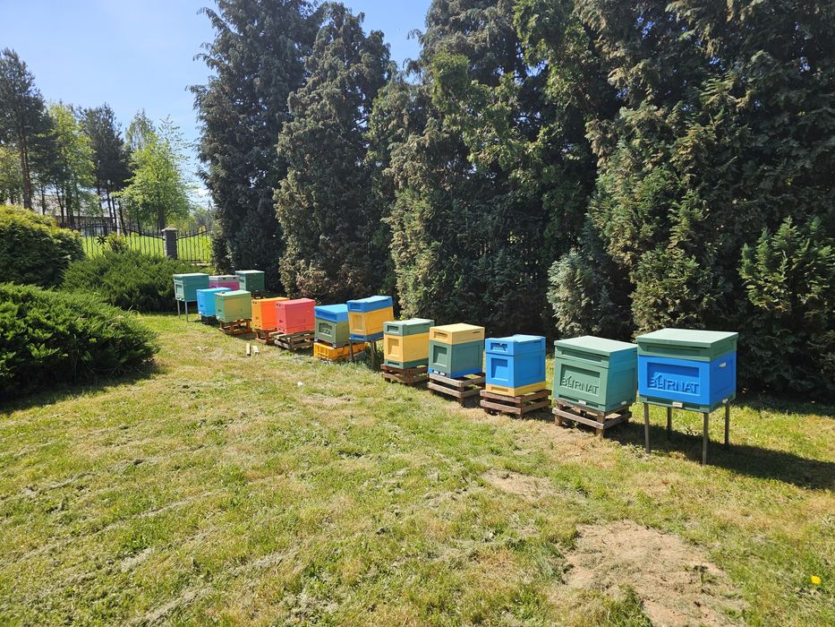 Matki pszczele  sklenar g10 h47  Hinderhoffer Odklady