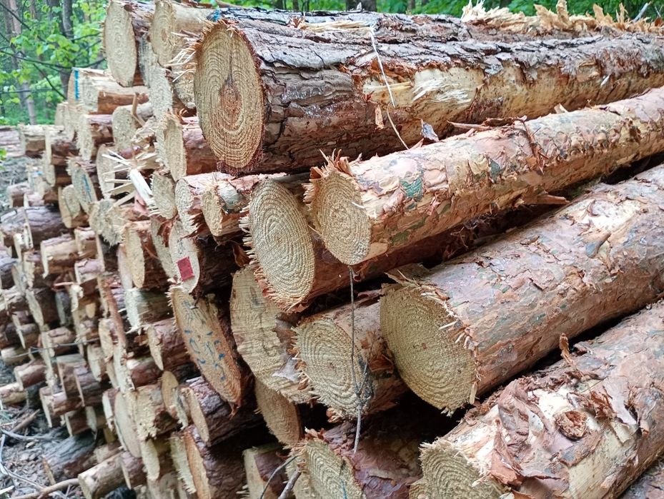 Stęple budowlane słupki drewniane żerdzie