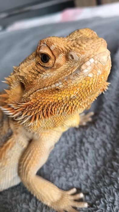 agama brodata z terrarium