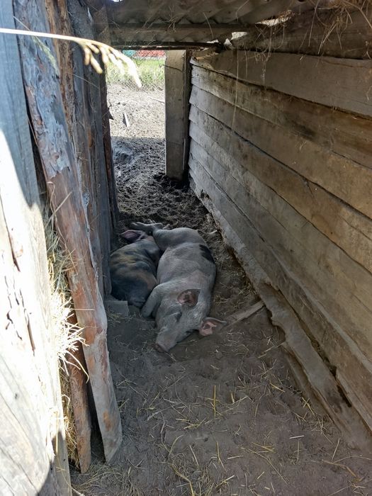 Кабан для спарювання