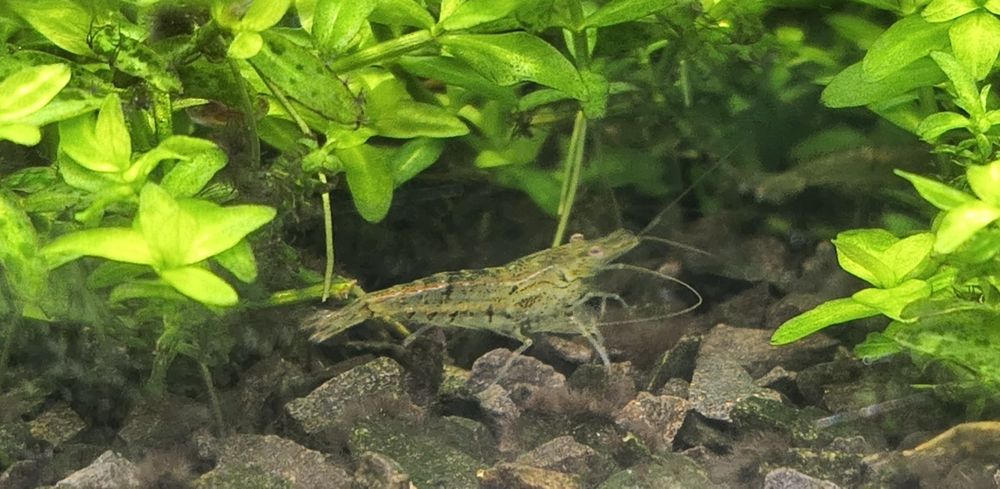 Krewetki Caridina tiger