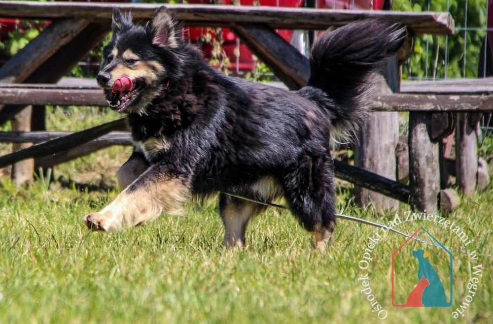 Barney 114/23 - SZUKA DOMU!