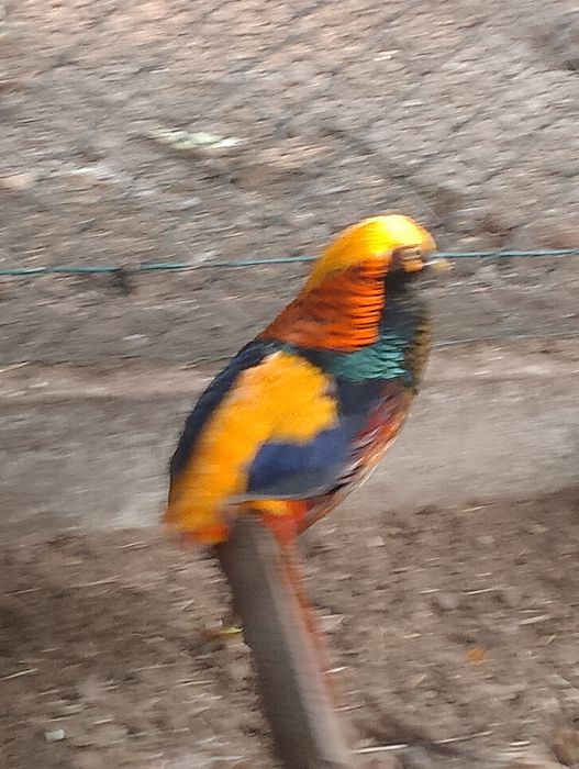 Sprzedam samca bażanta złotego.