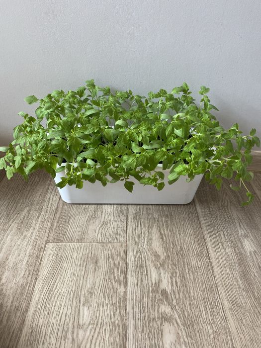 Pomidory malinowe ok. 20 cm.