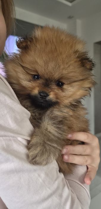 Pomeranian Orange szczeniaczki , miniaturki, maluszki unikatowe , mini