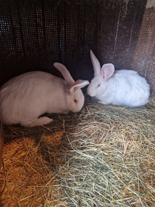 Króliki belgijskie mieszane