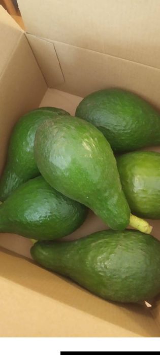 ABACATES (de quintal)