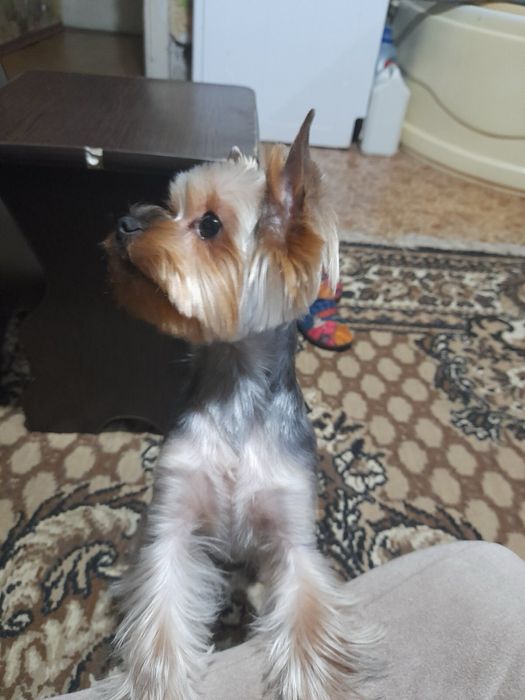 Маленька принцеса