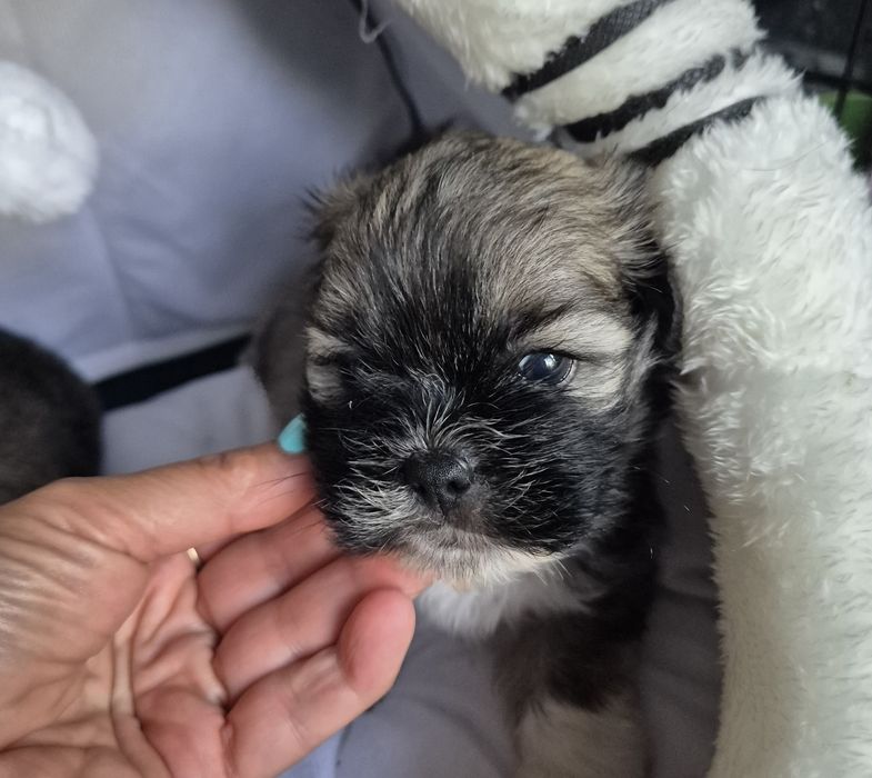 Lhasa Apso piesek