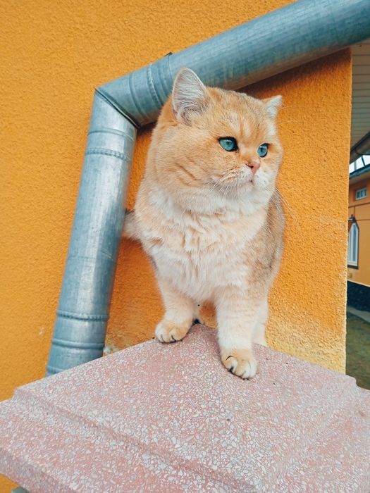 Британський кіт золота шиншила.В'язка.