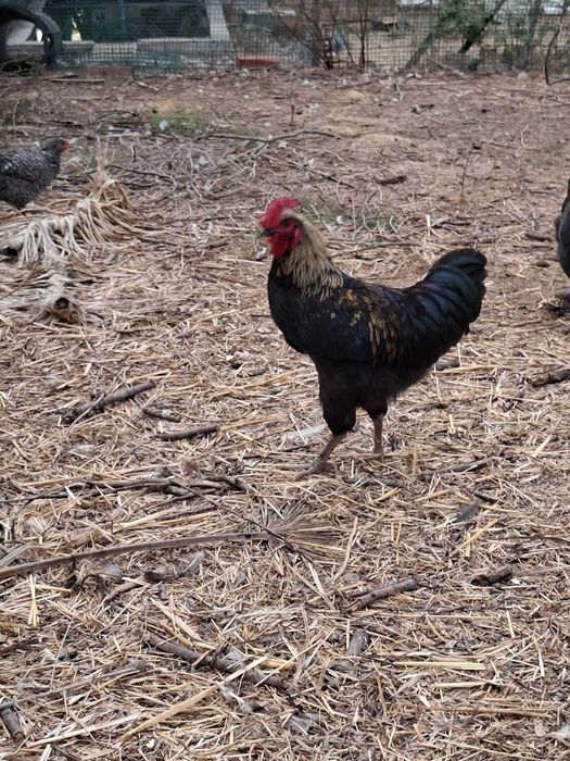 Galinhas e Patos do campo