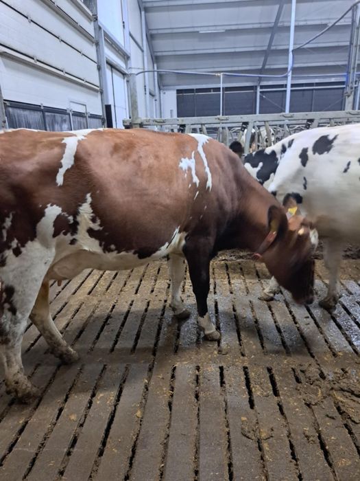 Sprzedam pierwiastki